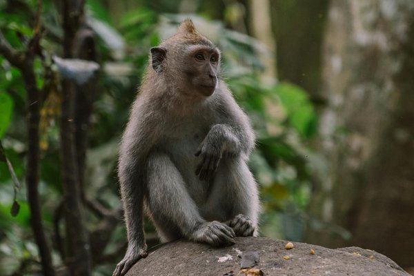 Comment se spécialiser en tant que consultant en gestion de la biodiversité pour les zones urbaines?